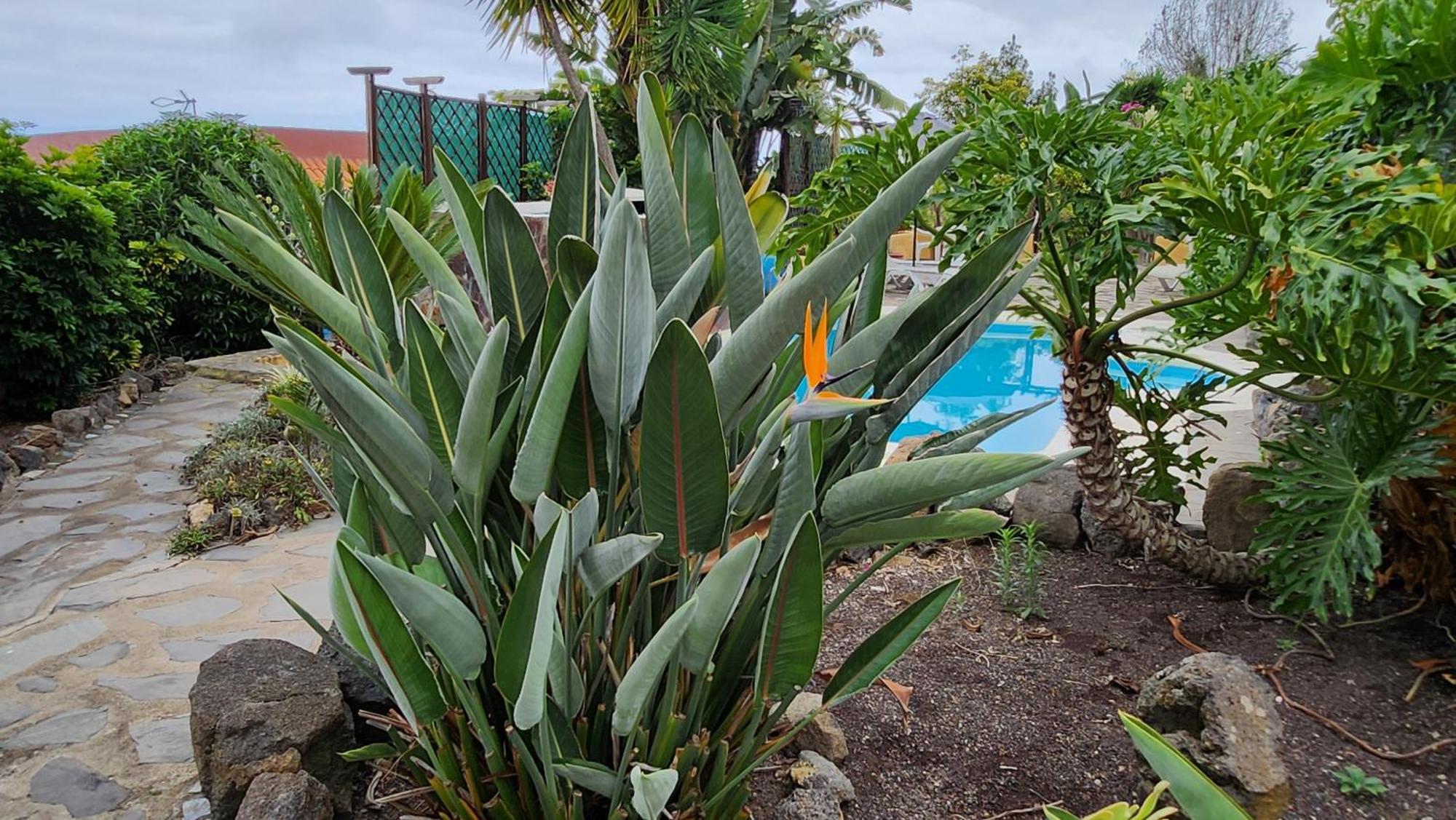 Vila Oasis Hill Botanical Garden Icod De Los Vinos Exteriér fotografie