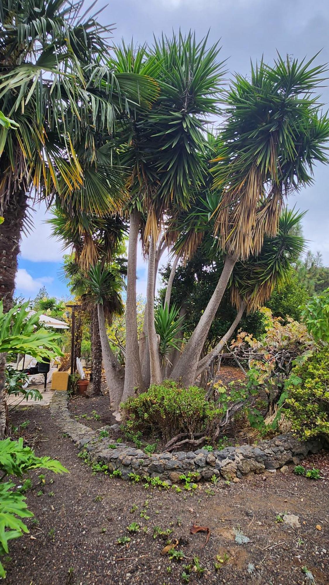 Vila Oasis Hill Botanical Garden Icod De Los Vinos Exteriér fotografie