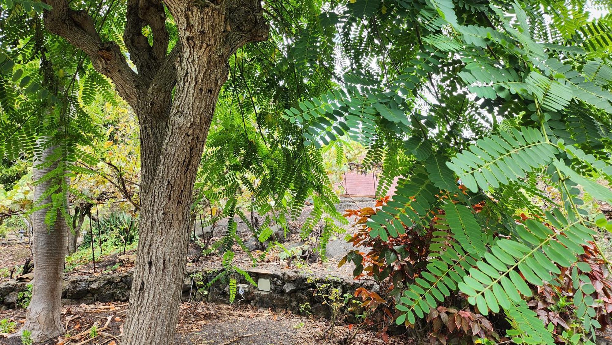 Vila Oasis Hill Botanical Garden Icod De Los Vinos Exteriér fotografie
