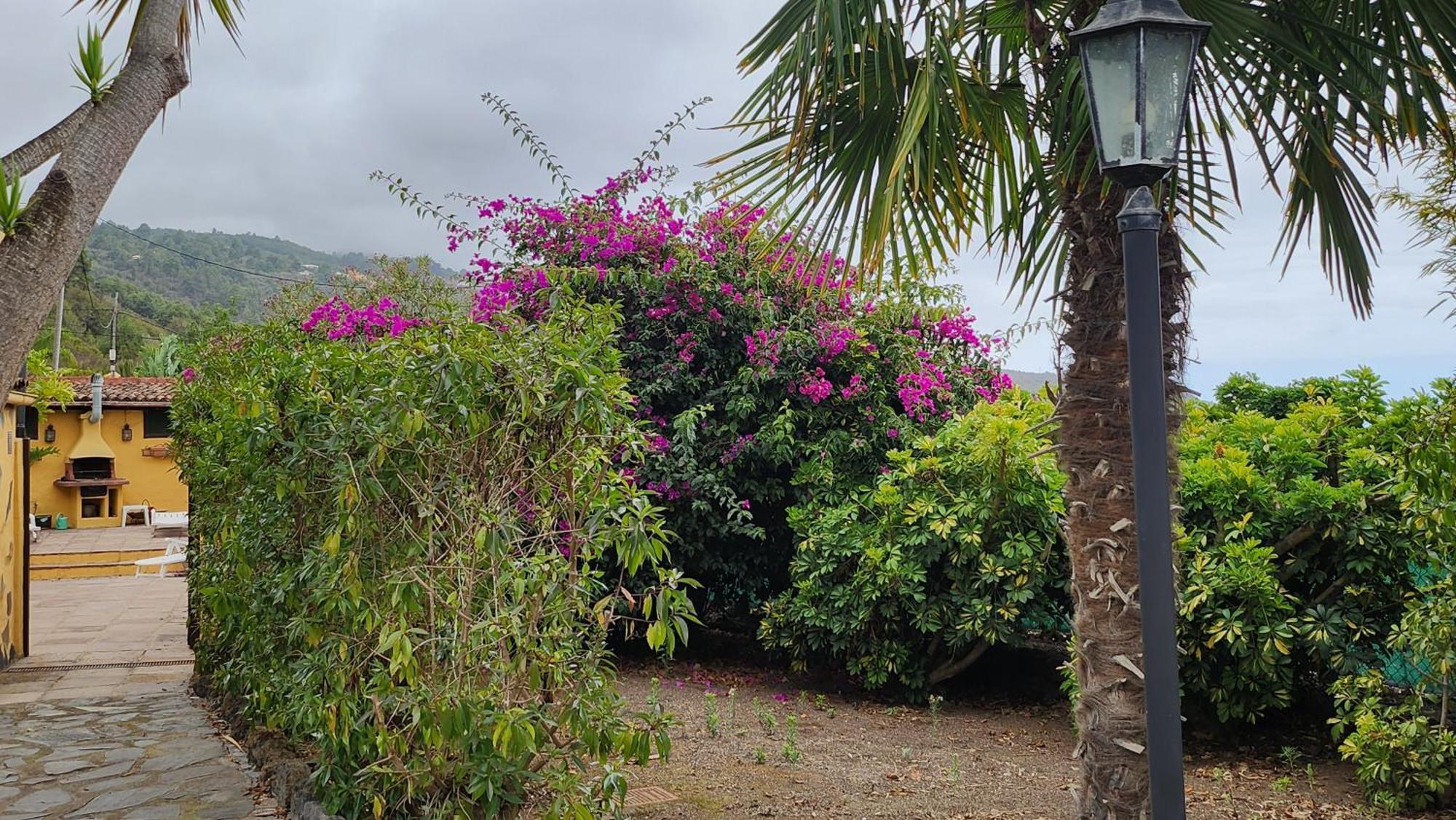 Vila Oasis Hill Botanical Garden Icod De Los Vinos Exteriér fotografie