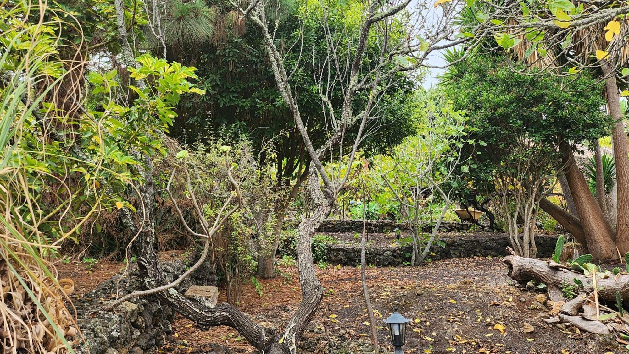 Vila Oasis Hill Botanical Garden Icod De Los Vinos Exteriér fotografie
