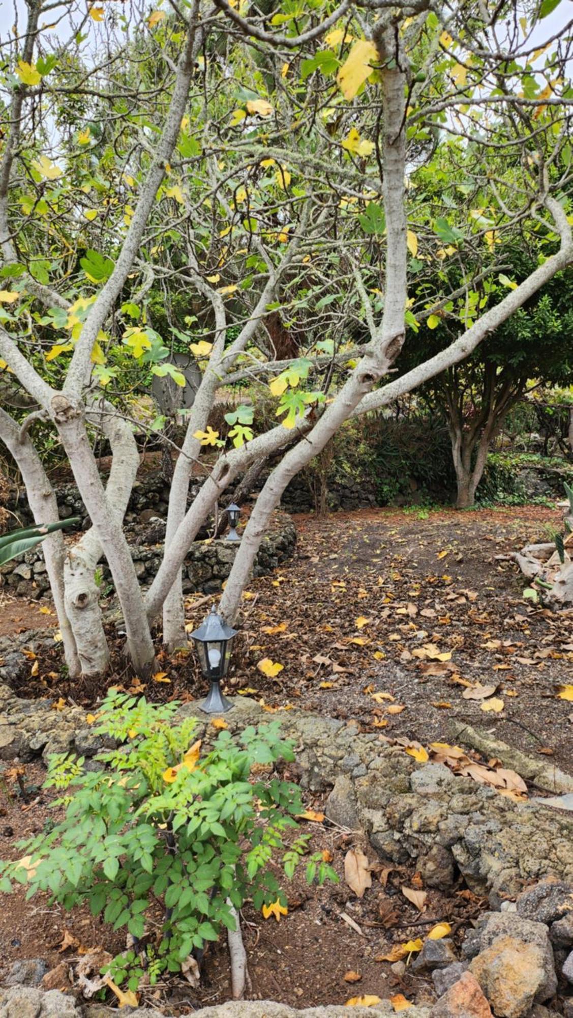 Vila Oasis Hill Botanical Garden Icod De Los Vinos Exteriér fotografie