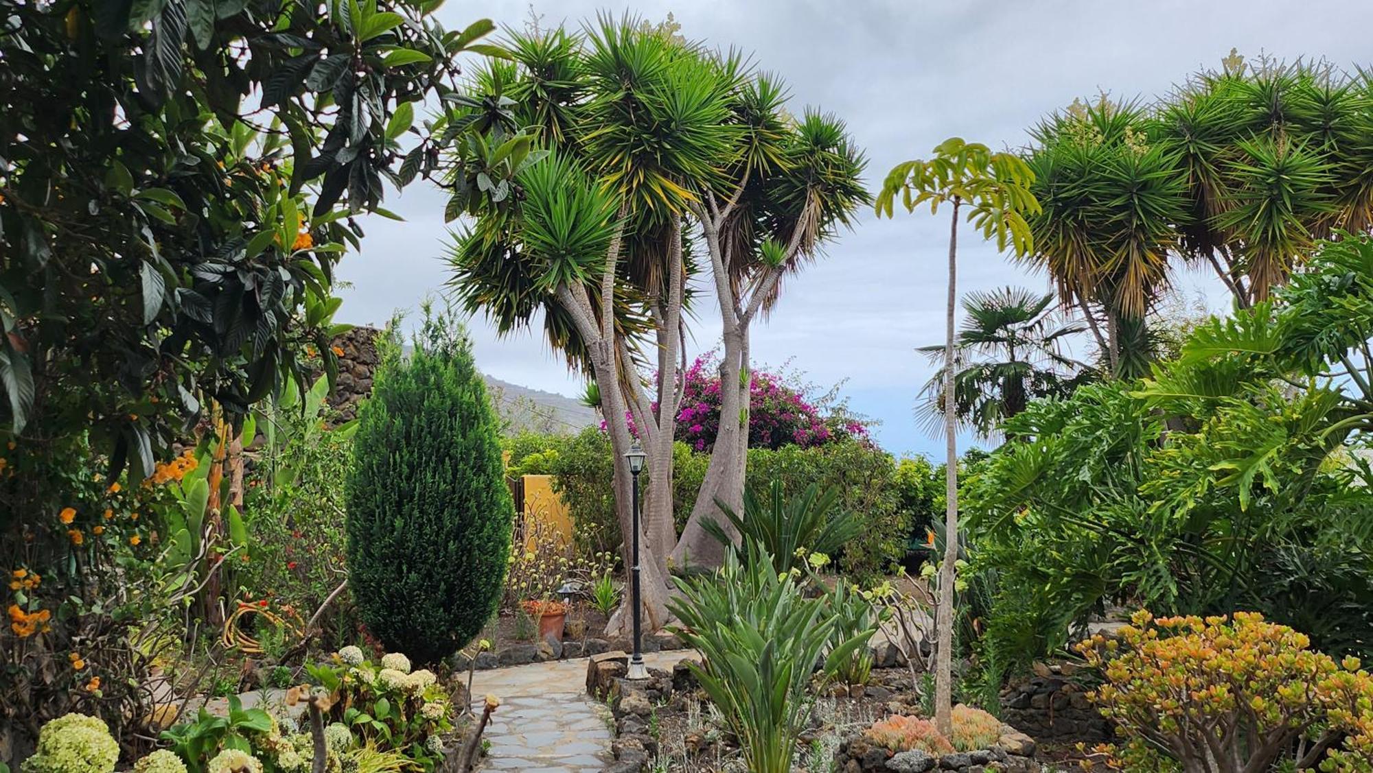 Vila Oasis Hill Botanical Garden Icod De Los Vinos Exteriér fotografie