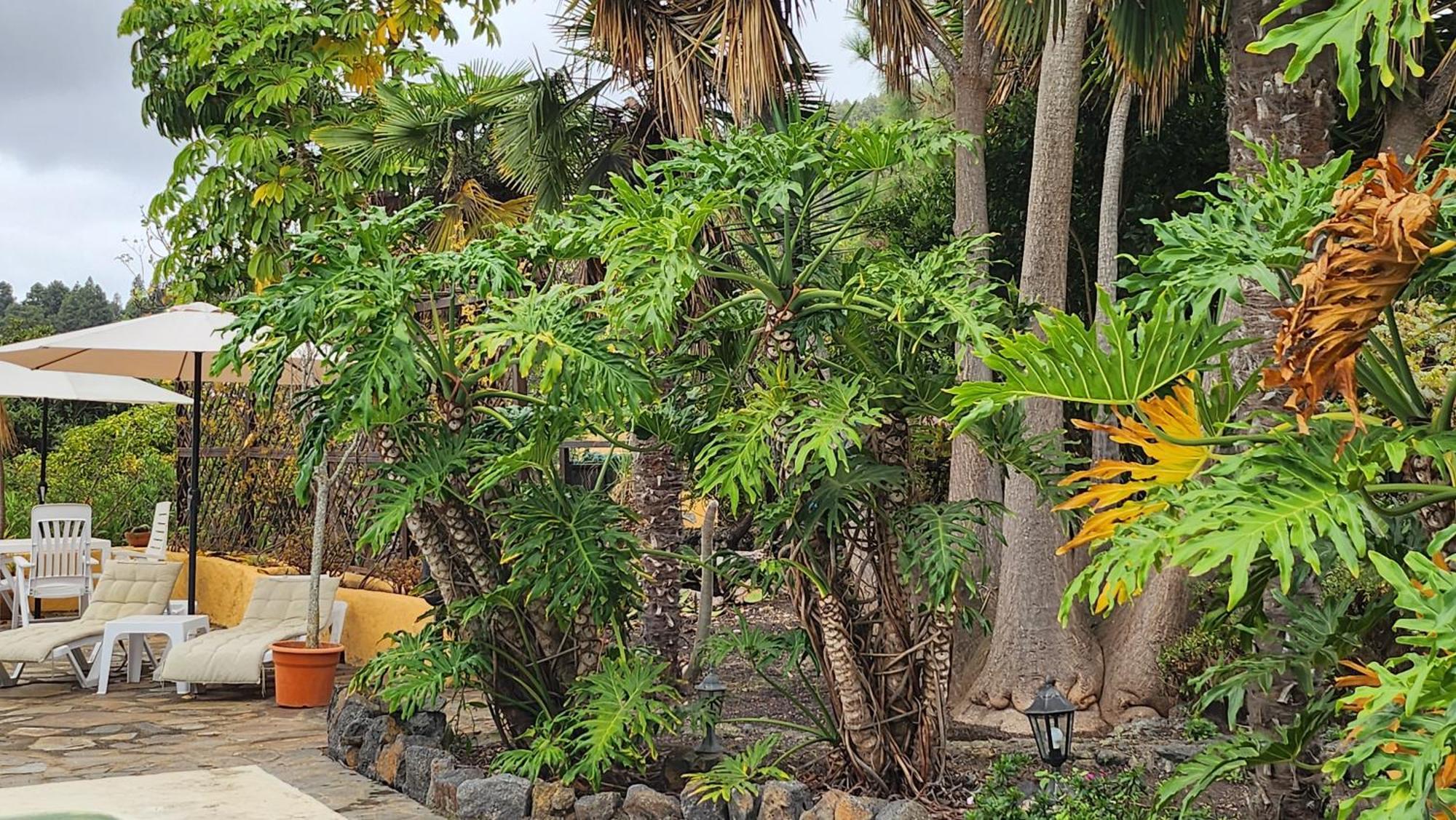 Vila Oasis Hill Botanical Garden Icod De Los Vinos Exteriér fotografie