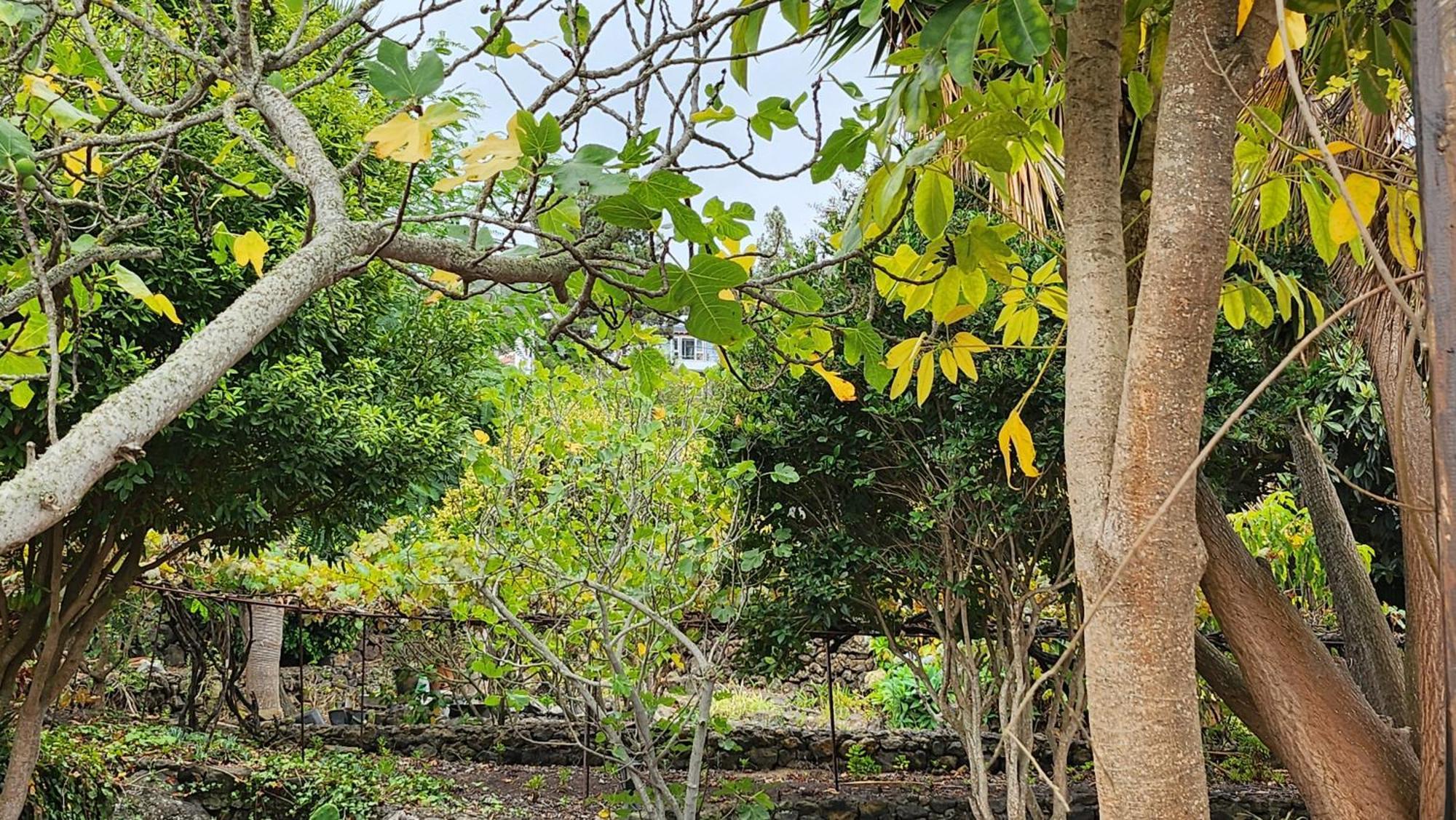 Vila Oasis Hill Botanical Garden Icod De Los Vinos Exteriér fotografie