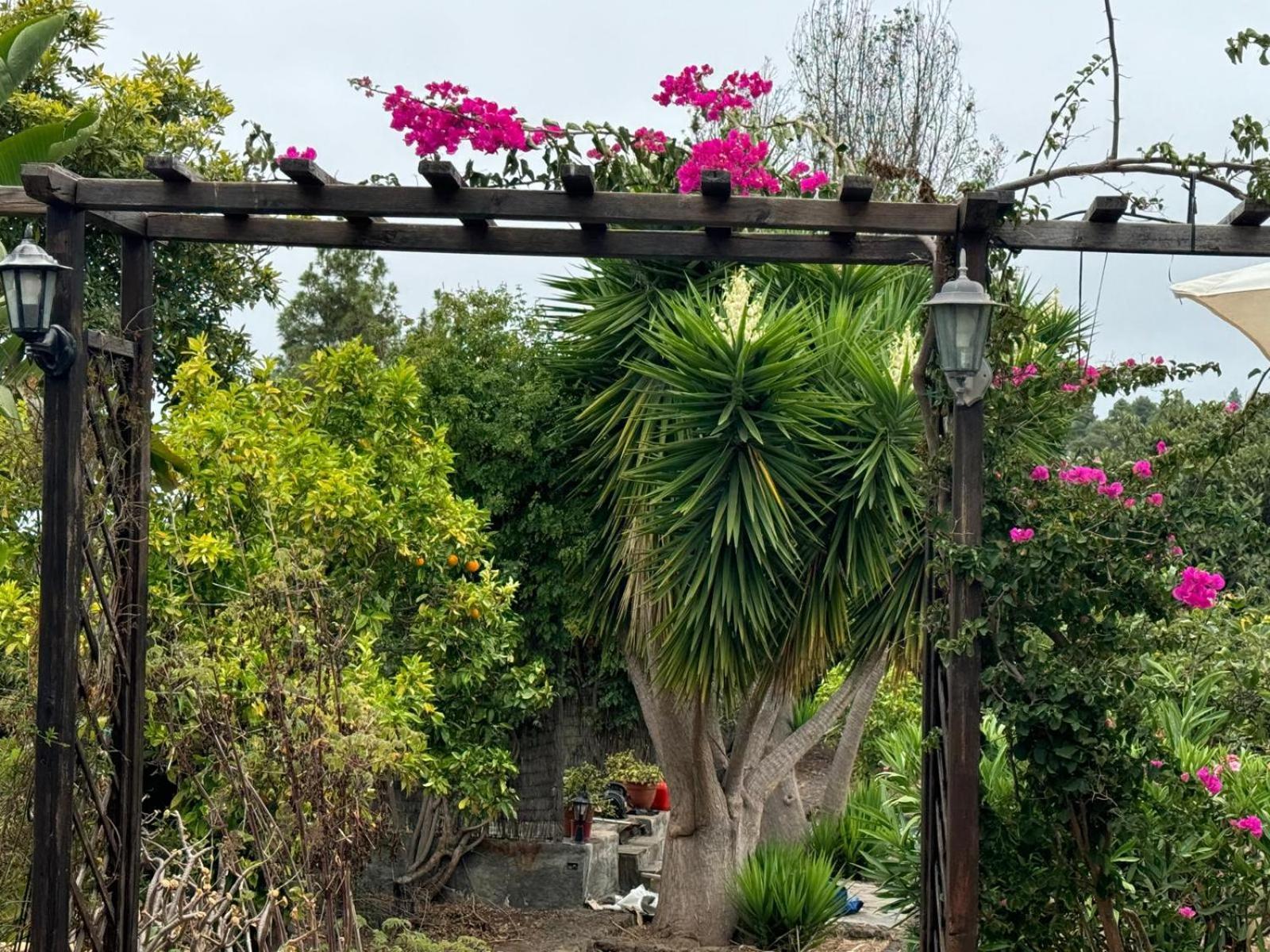 Vila Oasis Hill Botanical Garden Icod De Los Vinos Exteriér fotografie